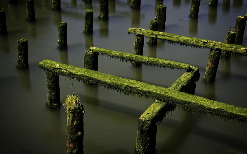 shadow, moss, pier, water, 2K, nature, photography, long exposure, wood, ruin
