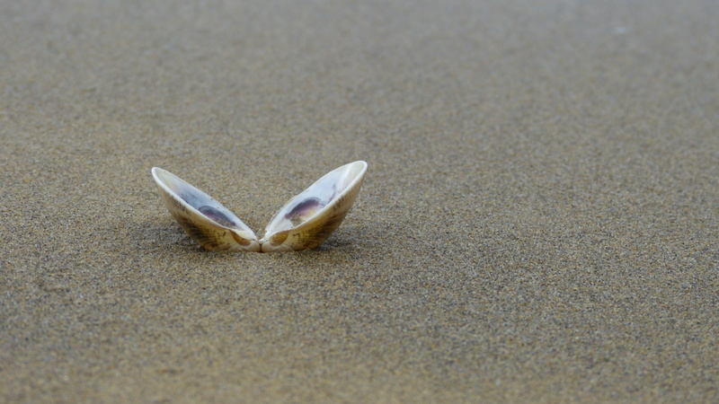 shell, selective focus, 4K, land, animal themes, high angle view, stranded, representation, opened, animals in the wild, sea, vertebrate, nature, sand beach