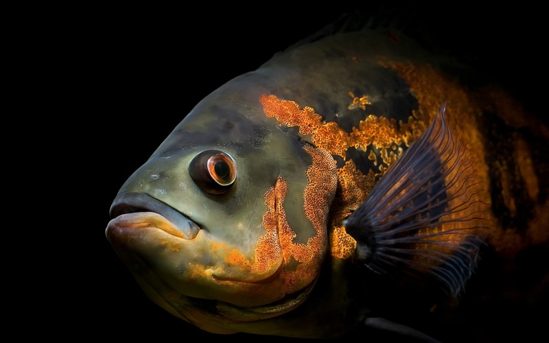 animal, animal head, undersea, swimming, animal eye, fish, close-up, closeup, sea, marine, sea life, underwater, one animal, black background, animal wildlife