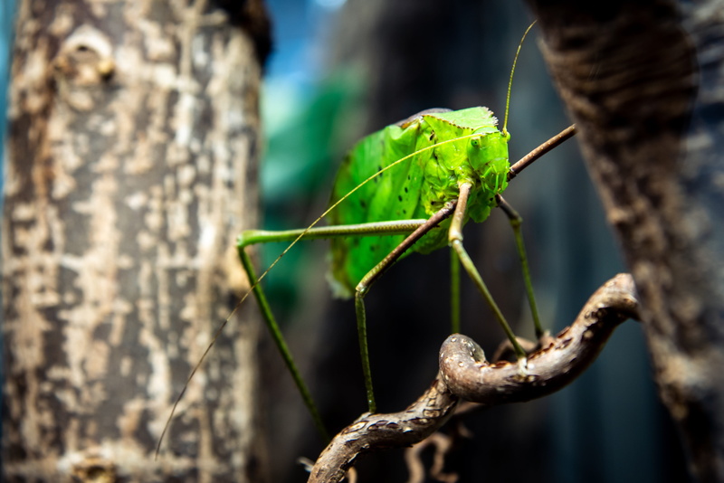 5K, close-up, long-legged green leaf imitator, one animal, animal wildlife, green color, antennae, giant katydid, focus on foreground, outdoors, bug, animals in the wild