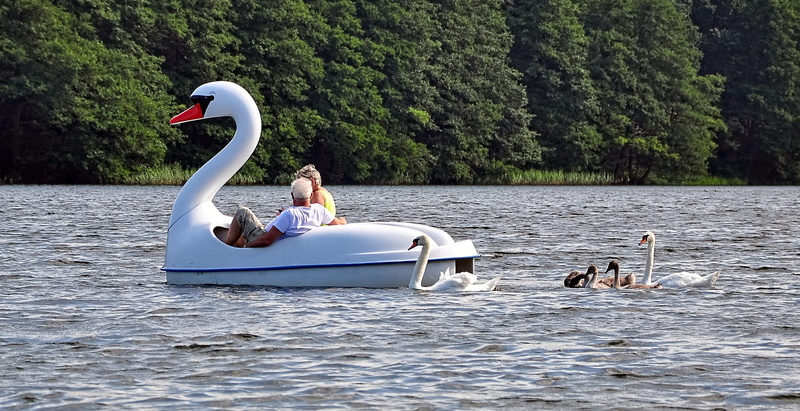 two, riding, lifestyles, leisure activity, pedal, boat, pond, wild birds, bird, people, water, nature, birds, a joke, luring, women, 2K, outdoors, men