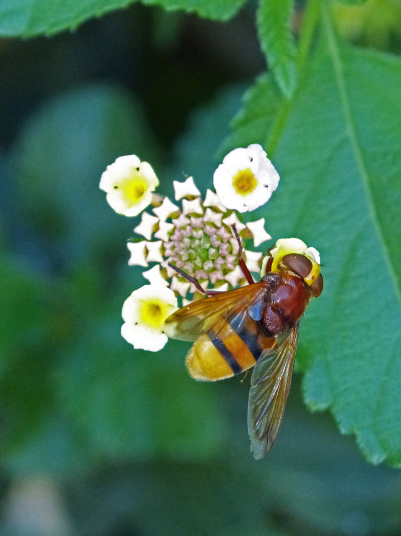 volucella inanis, no people, one animal, animal, animal themes, butterfly - insect, beauty in nature, plant, sirphidae, false wasp, fragility, flower, petal
