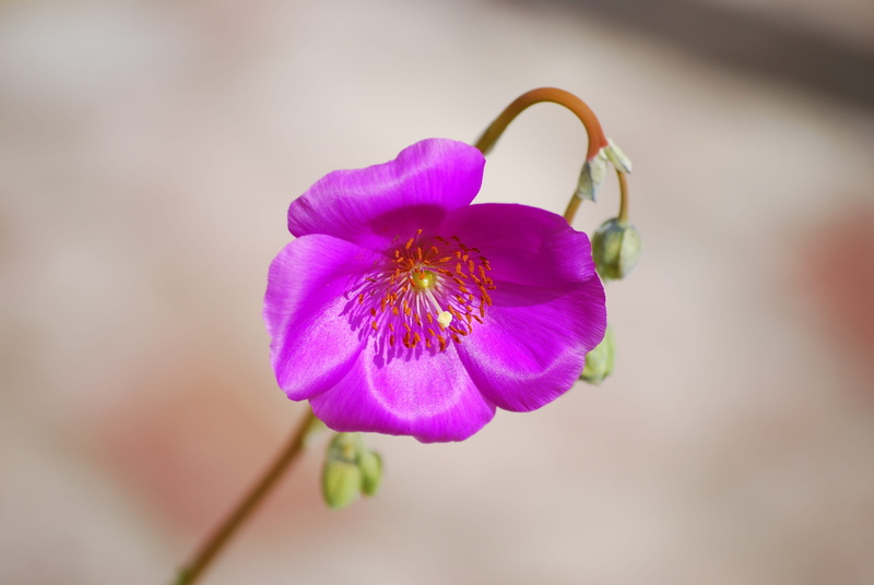 united states, ojai, pollen, selective focus, fuchsia, vulnerability, focus on foreground, simplicity, freshness, succulent, close-up, day, background