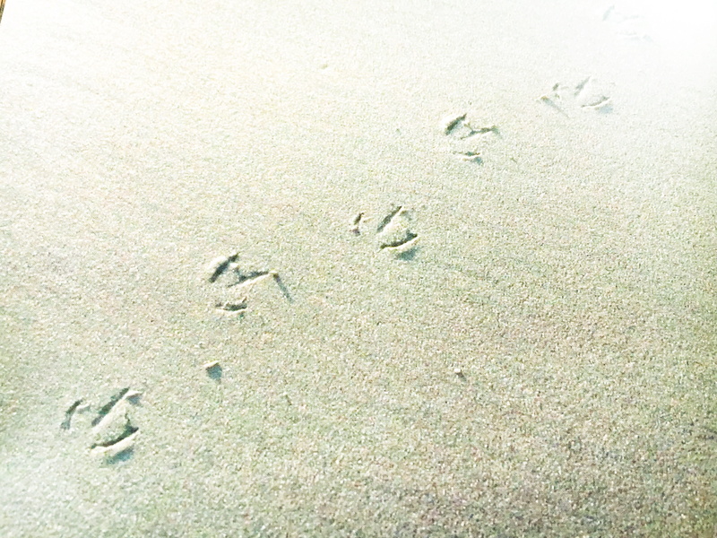 simple, santa monica, sand, close-up, animal track, heal, no people, mystery, maximize minimalism, minimal, day, animal, track - imprint, high angle view