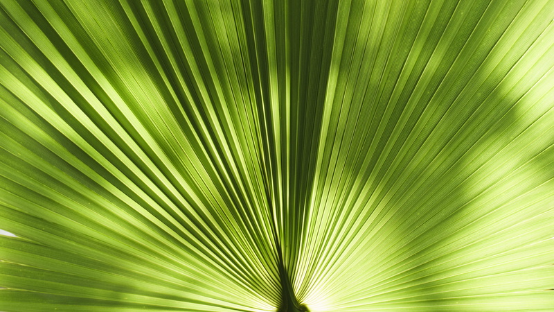 palm tree, green, backgrounds, abstract, plant part, wallart, tropical climate, textured effect, outdoors, environment, natural pattern, spring, vacation