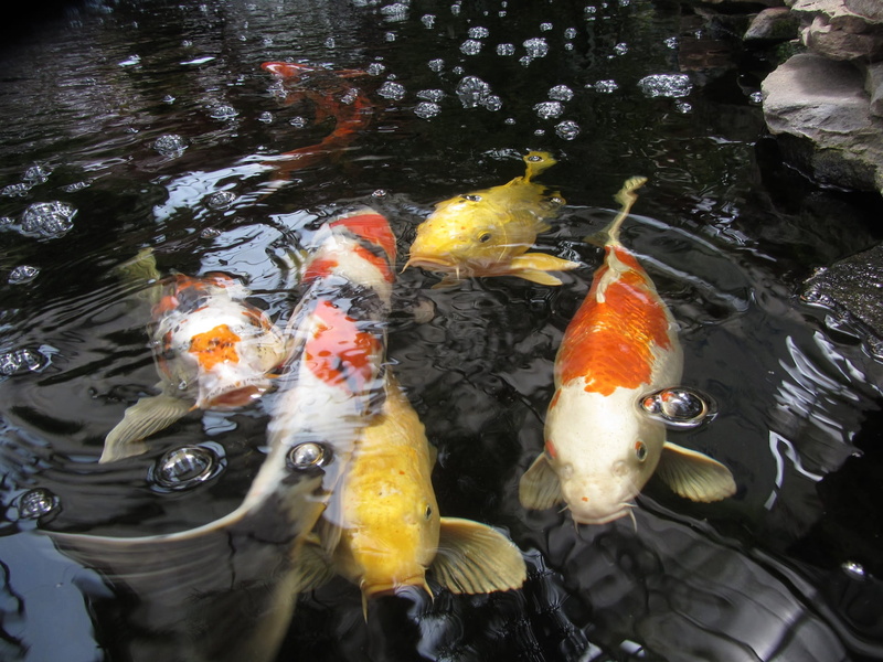 marine, underwater, gold, animals in the wild, outdoors, carp, 1080P, fish, vertebrate, school of fish, koi, swimming, animal themes, bubbles, group of animals