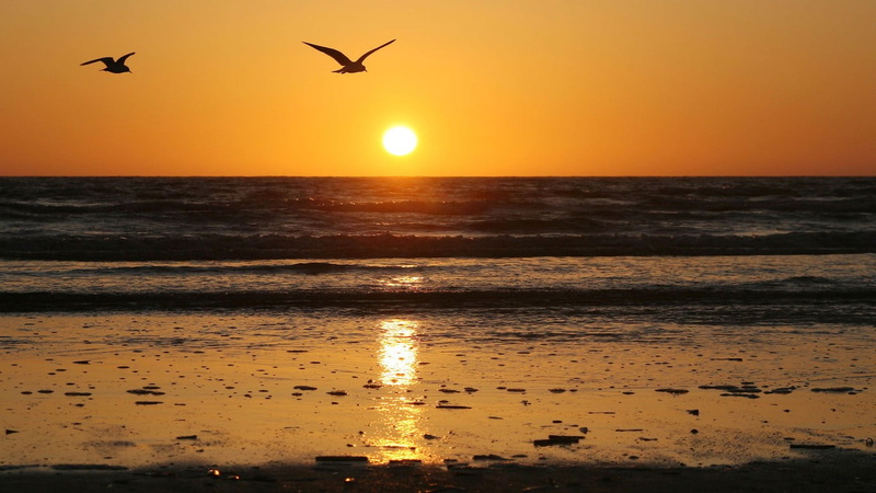 animal themes, water, horizon, bird, framed, scenics - nature, sun, animals in the wild, animal wildlife, beauty in nature, outdoors, orange color, no people