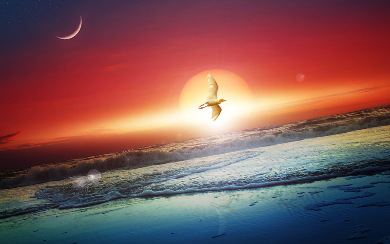 bird, moon, 2K, white, sun, graphics, hd, feathered, creative and graphics, creative