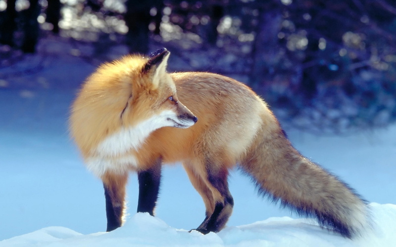 tail, cold temperature, full length, carnivore, animals Hunting, red Fox, canine, animal, day, animals In The Wild, sunlight, winter, mammal, 2K, wilderness Area