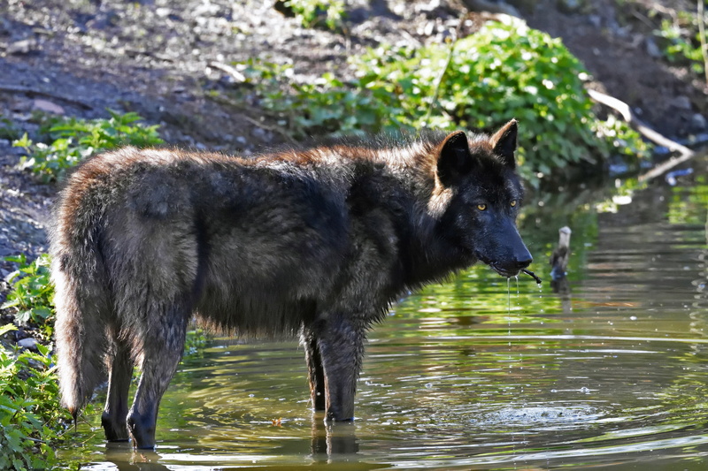 pets, domestic, one animal, animals in the wild, animal themes, domestic animals, animal, wolf 4k image hd, vertebrate, no people, standing, nature, mammal