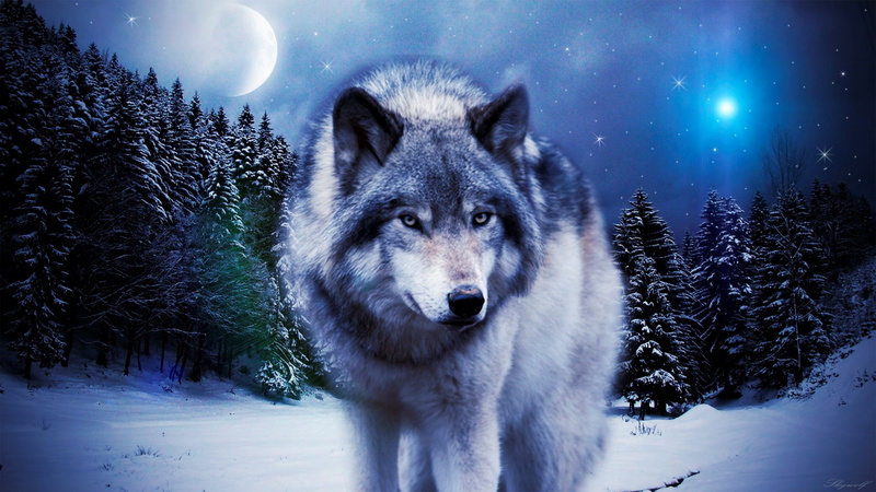 wolf picture images, animals in the wild, snowcapped mountain, wolf, animal wildlife, 1080P, snowing, no people, canine, dog, portrait, nature, domestic