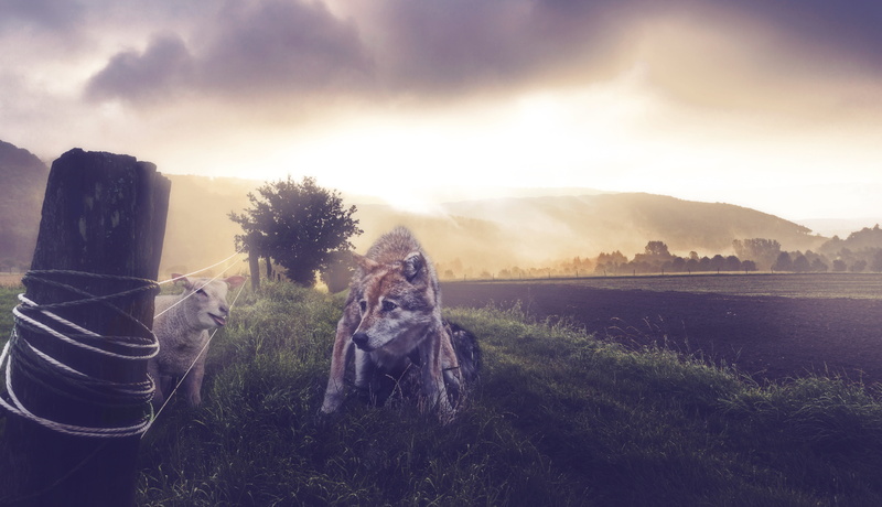 sunlight, pack animal, grass, tranquility, cloud - sky, outdoors, scenics - nature, environment, nature, land, beside, animal, mountain, fence, dog, composing
