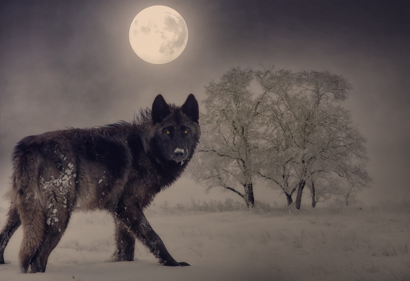 outdoors, sky, moonlight, domestic animals, wolf, one animal, land, winter, composing, no people, gloomy, field, full moon, domestic, mammal, mystical