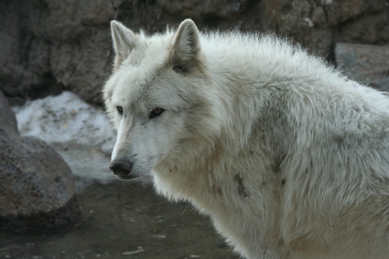one animal, animals in the wild, no people, cold temperature, focus on foreground, wolf, animal wildlife, domestic, animal body part, white wolf, side view