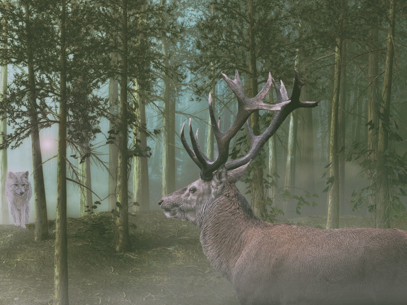 vertebrate, one animal, wolf, predator, tree trunk, tree, nature, mammal, forest, mystical, no people, day, image editing, encounter, fog, animal, outdoors