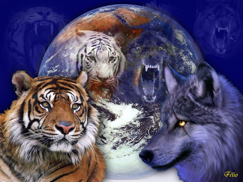 480P, wolf, tiger, art, animals, w, cats, hd, beautiful, picture