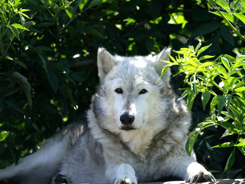white, 720P, hd, picturess, pictures, wolf, animals