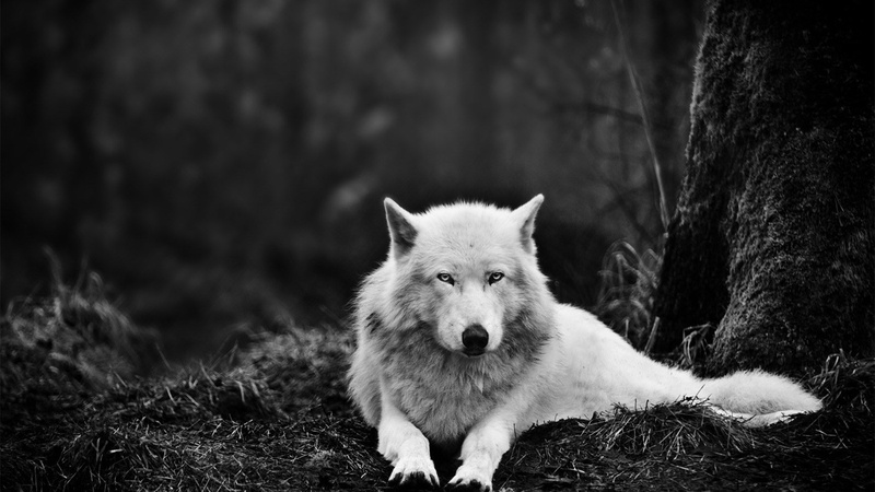animal wildlife, forest, focus on foreground, mammal, no people, vertebrate, 1080P, animal, dog, canine, tree, portrait, wolf, outdoors, nature, plant