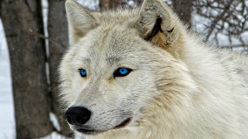 one animal, animals in the wild, animal eye, snowing, wolf, focus on foreground, winter, nature, animal themes, 1080P, vertebrate, animal, no people, wolf cool pictures