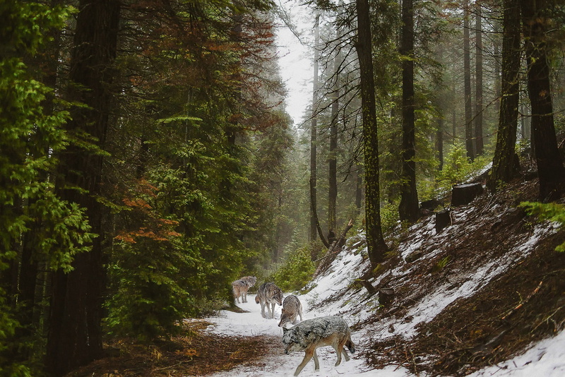 winter, wood, beauty in nature, trees, trunk, scenics, non-urban scene, nature, animals, wolves, pack, 1080P, growth, tranquil scene, forest, woodland