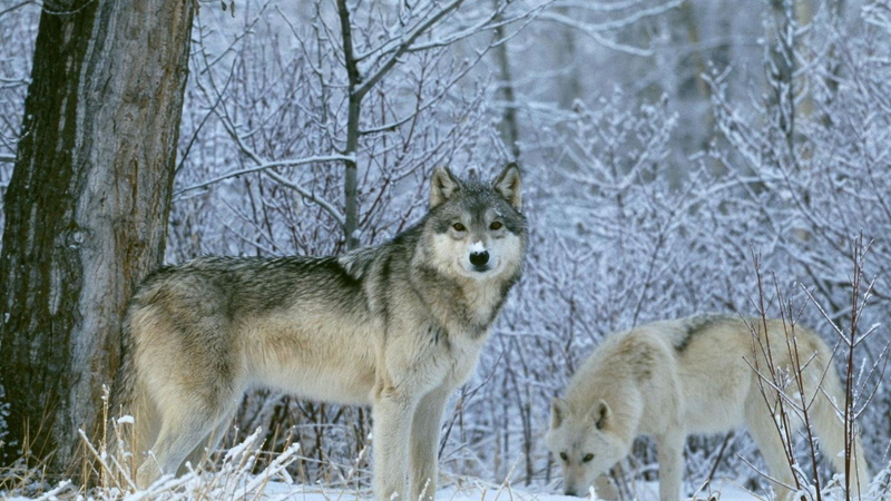 land, winter, vertebrate, canine, cold temperature, wolf time pictures for background, animal, wolf, tree, snow, snowing, nature, animal wildlife, no people