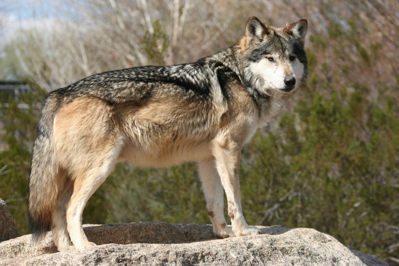 portrait, rock, animals in the wild, wolf pictures, no people, standing, outdoors, full length, 1080P, nature, rock - object, mammal, vertebrate, one animal