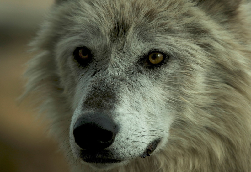 animal themes, wolf beautiful pictures hd, domestic animals, domestic, eye, animal head, portrait, canine, no people, animal eye, dog, pets, mammal, animal mouth