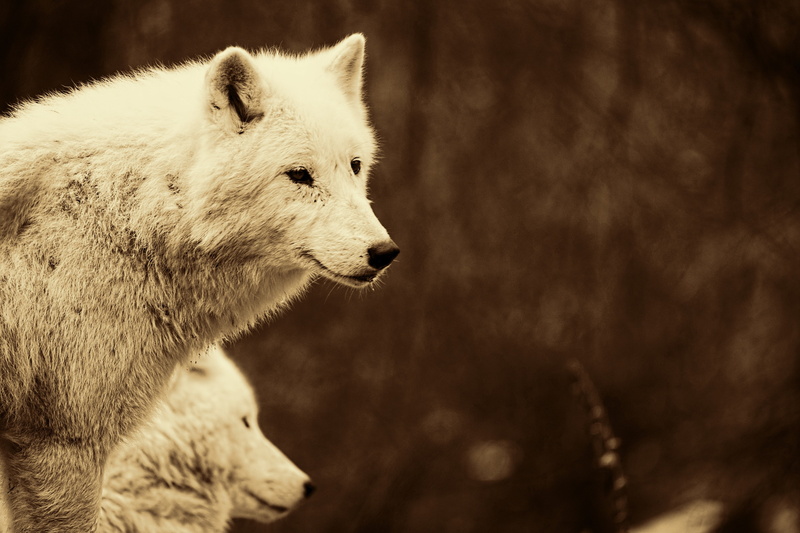 no people, animals in the wild, hair, profile view, looking, mammal, outdoors, focus on foreground, animal wildlife, nature, one animal, animal head, side view