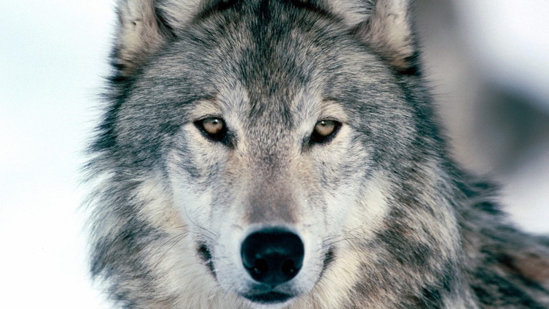 wolf, domestic, portrait, no people, vertebrate, animals in the wild, animal body part, aggression, animal wildlife, animal eye, looking at camera, one animal