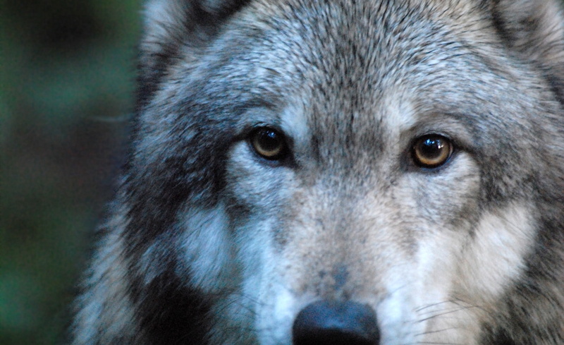 dave, close-up, looking at camera, Wolf, animal hair, Animal, johnson, front view, gray wolf, 1080P, wolfdog, Animals, animals in the wild, vertebrate