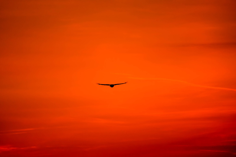 vertebrate, afterglow, no people, mid-air, animal themes, feather, buzzard, outdoors, carnivores, hunter, bird of prey, animal world, red, sky, nature