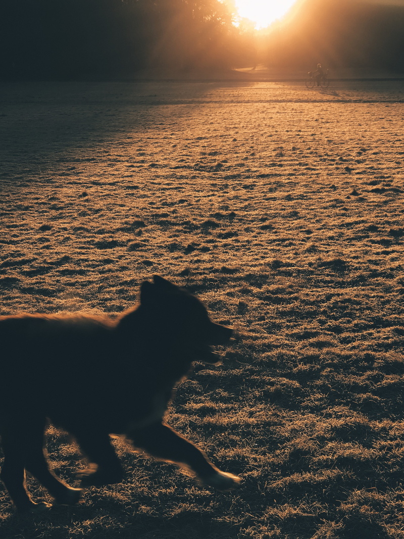 sky, canine, wildlife, flare, light, silhouette, land, red sky, sunlight, 2K, no people, sunset, beauty in nature, covered, vertebrate, one animal, dawn