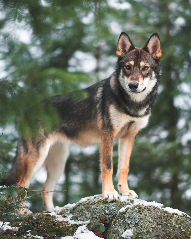 focus on foreground, france, pet, looking at camera, outdoors, red wolf, husky, snow, canine, no people, one animal, moody, 4K, animals in the wild, portrait