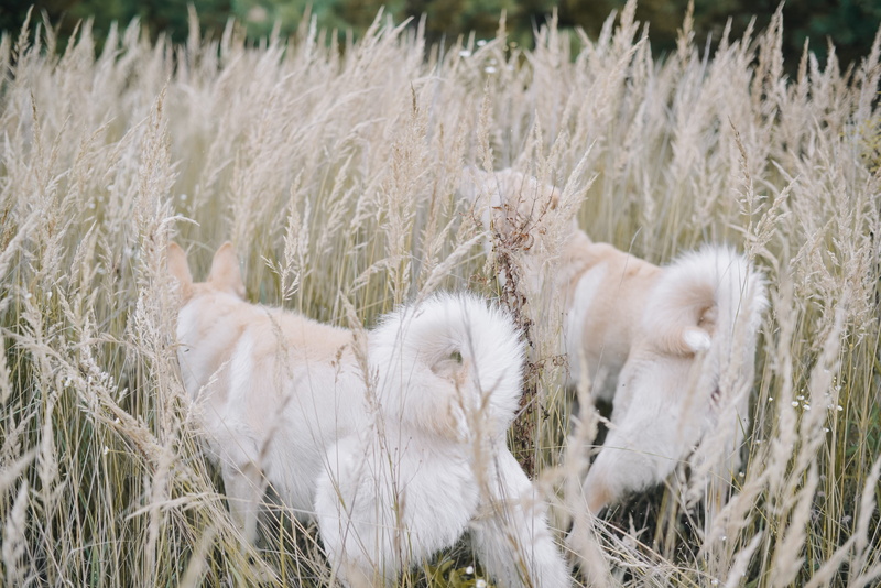 coyote, two animals, animal themes, canine, domestic, young animal, vertebrate, white, land, grassland, group of animals, nature, vegetation, dog, fox