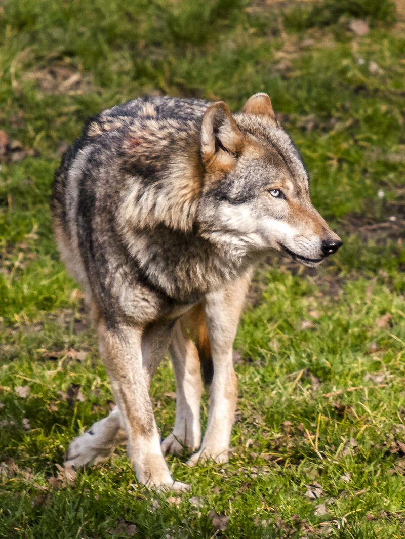 carnivore, predator, animal, black, grey, day, portrait, dog, full length, side view, vertebrate, standing, plant, nature, animal wildlife, mammal, canine
