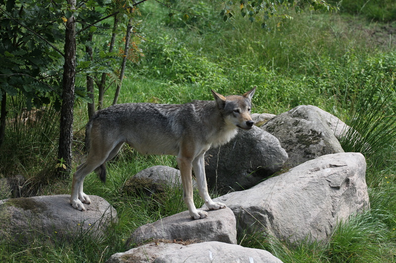 nature, land, side view, fur, forest, one animal, mammal, solid, rock, tree, vertebrate, animal, wildlife, predator, no people, hunting, howling, 5K, wild