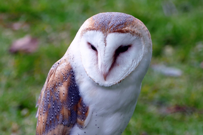 raptor, night, owl, nocturnal, focus on foreground, natural, animal themes, day, nature, lens, eye, close-up, animal wildlife, mouth open, wise, barn, beak