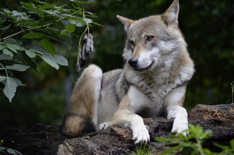 vertebrate, day, carnivore, isegrim, canis lupus, pack animal, land, rock - object, nature, canine, looking, wolf, predator, mammal, dangerous, purebred Dog