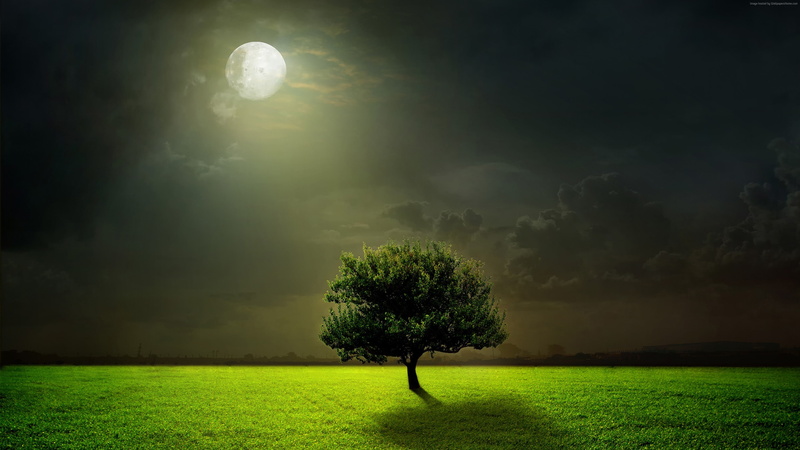 5k, trees, 4k, Meadows, moon, night, 4K