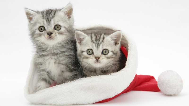 holidays, 1080P, christmas, seasonal, photos, festive