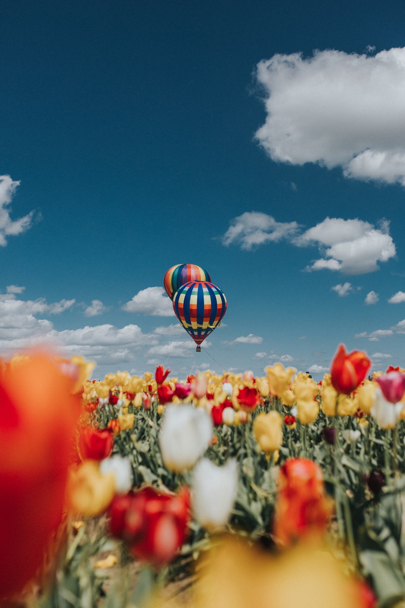 4K, field, aerostat, tulips, air balloon, sky