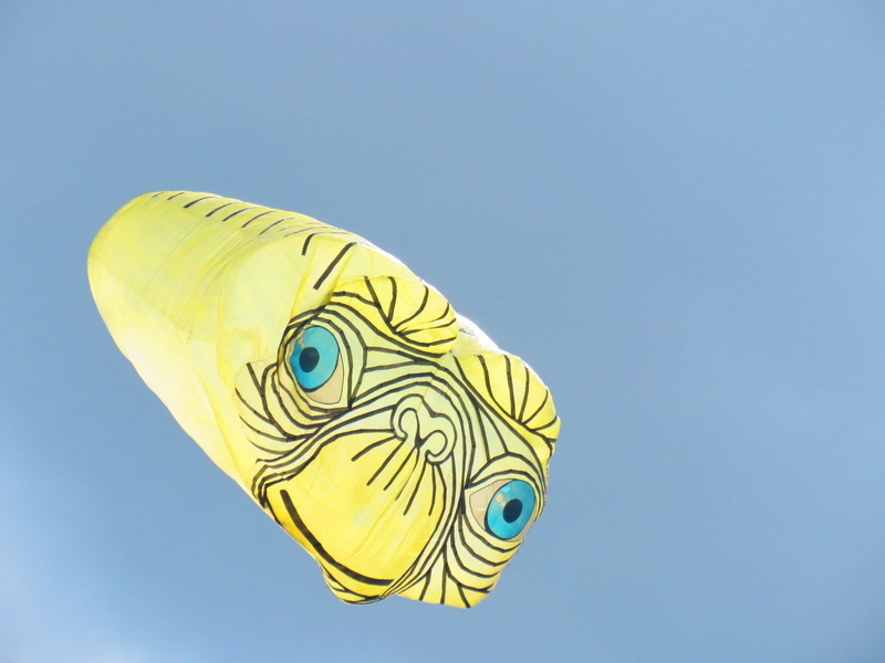 animal head, vertebrate, fish, colombia, single object, copy space, parrot, background, animal wildlife, travel, medellín, modern, solar, t, look, envigado