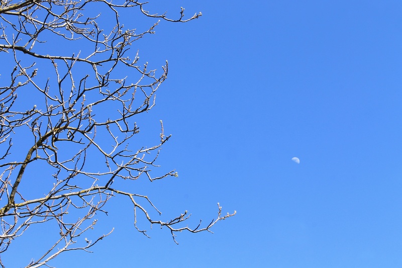 low angle view, half moon, plant, outdoor, trees, bare tree, day, copy space, season, moon, leaves, tree, 1080P, nature, backgrounds, background, space