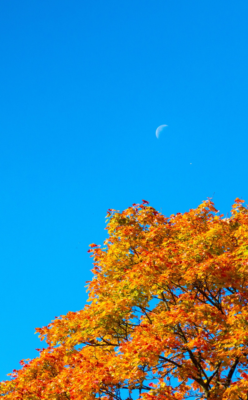 tranquility, the day, the autumn moon, bright, copy space, scenics - nature, planetary moon, atmospheric, tree, plant, beauty in nature, enjoy, cheerful