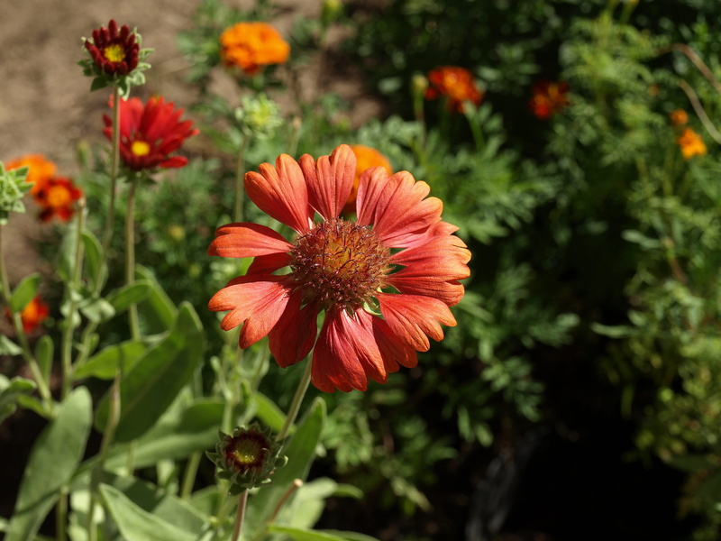 a garden plant, outdoors, plant, gailardia bristlecone, gaillardia aristata, 2K, beauty in nature, the plot, nature, focus on foreground, petal, green color