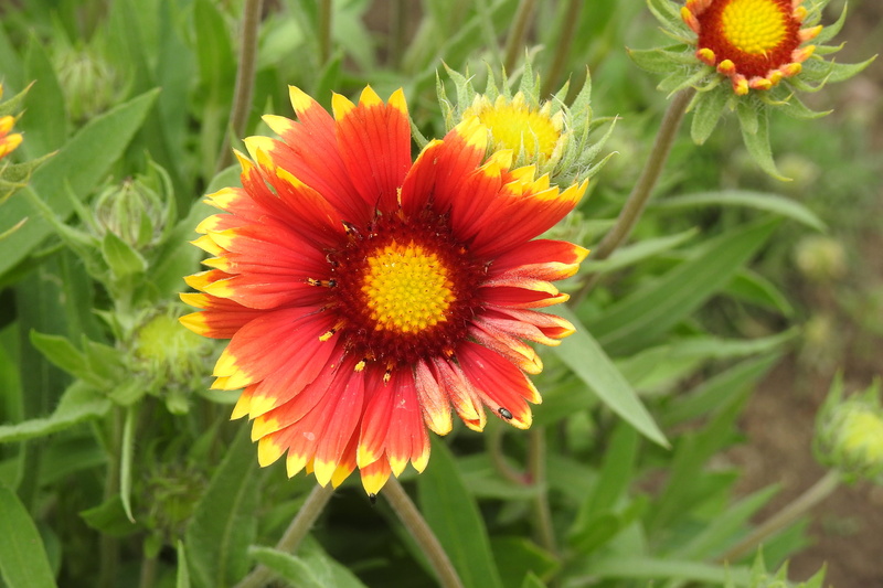 pollen, beauty in nature, orange, plant, vulnerability, land, no people, petal, flowering, red, focus on foreground, flowering plant, garden flowers, fragility