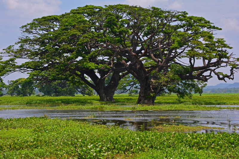 no people, grass, land, green, day, growth, travel, tranquil scene, scenics - nature, tree, park, sri lanka, water, nature, landscape, trees, beauty in nature