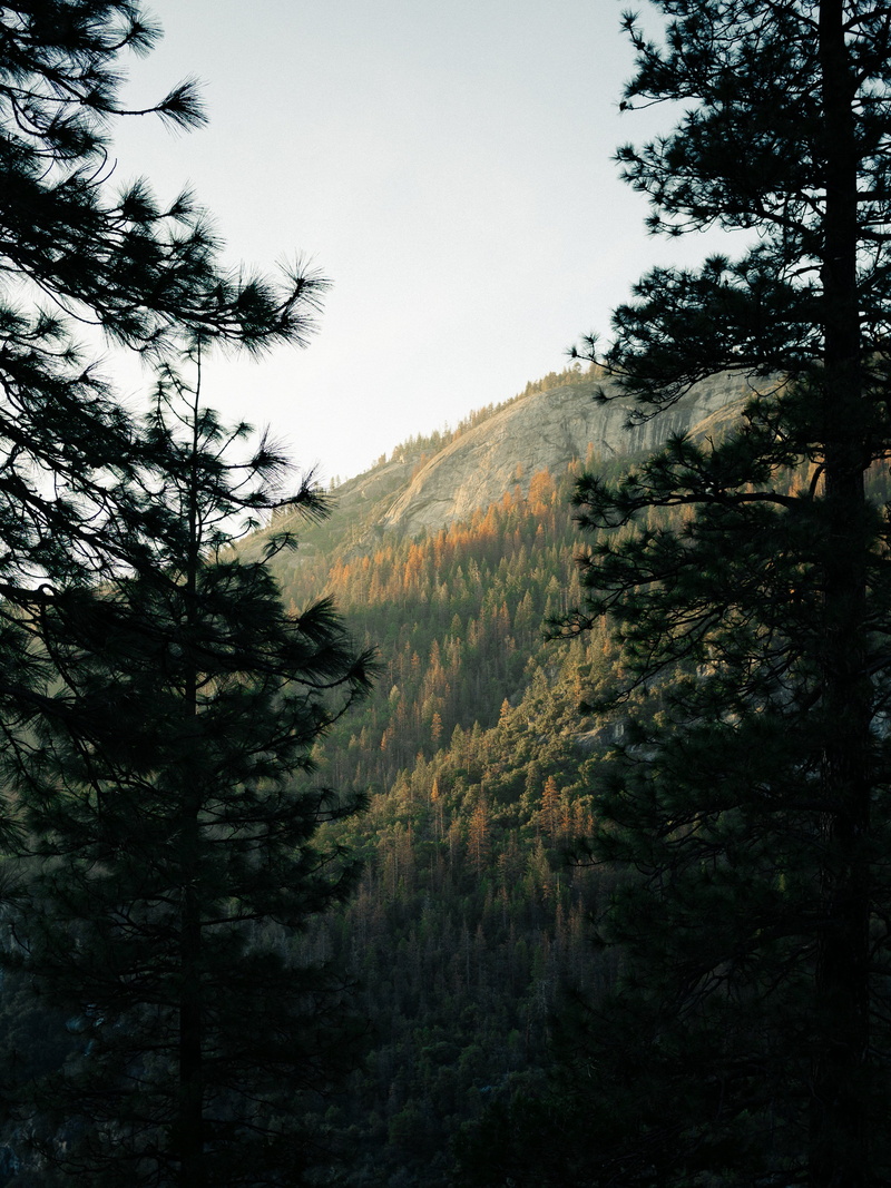 Outdoor, tranquil scene, growth, tranquility, 4K, outdoors, amp, clear sky, Earth, Trees, day, tree, no people, photo, coniferous tree, environment, nature