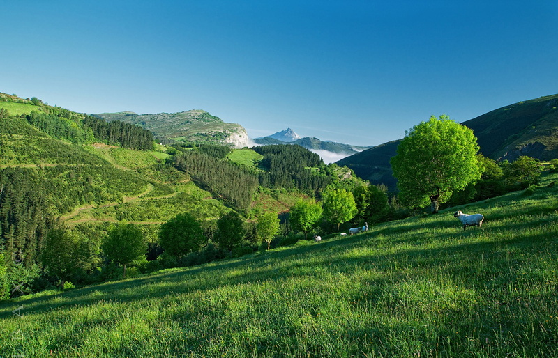 Mountain, Summer, Hillside, Trees, Sheep, Grass, 1080P