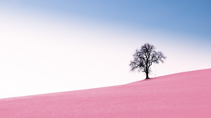bare tree, lonely tree, lone tree, hill, copy space, landscape, pink field, field, outdoors, winter, tree, tranquil scene, snow, tranquility, pine tree